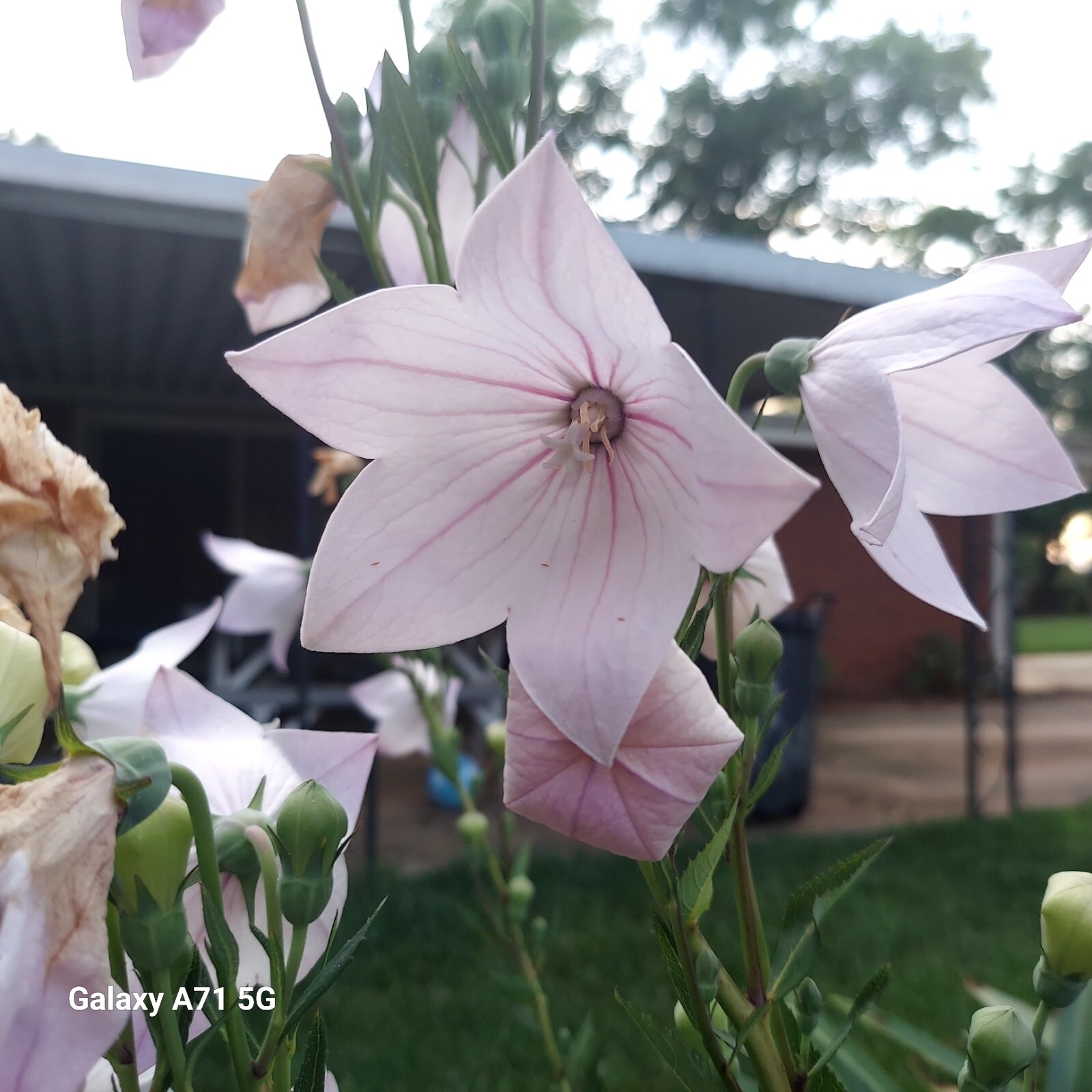 PLATYCODEN BALLOON TALL PINK FLOWERS 50 FRESH SEEDS