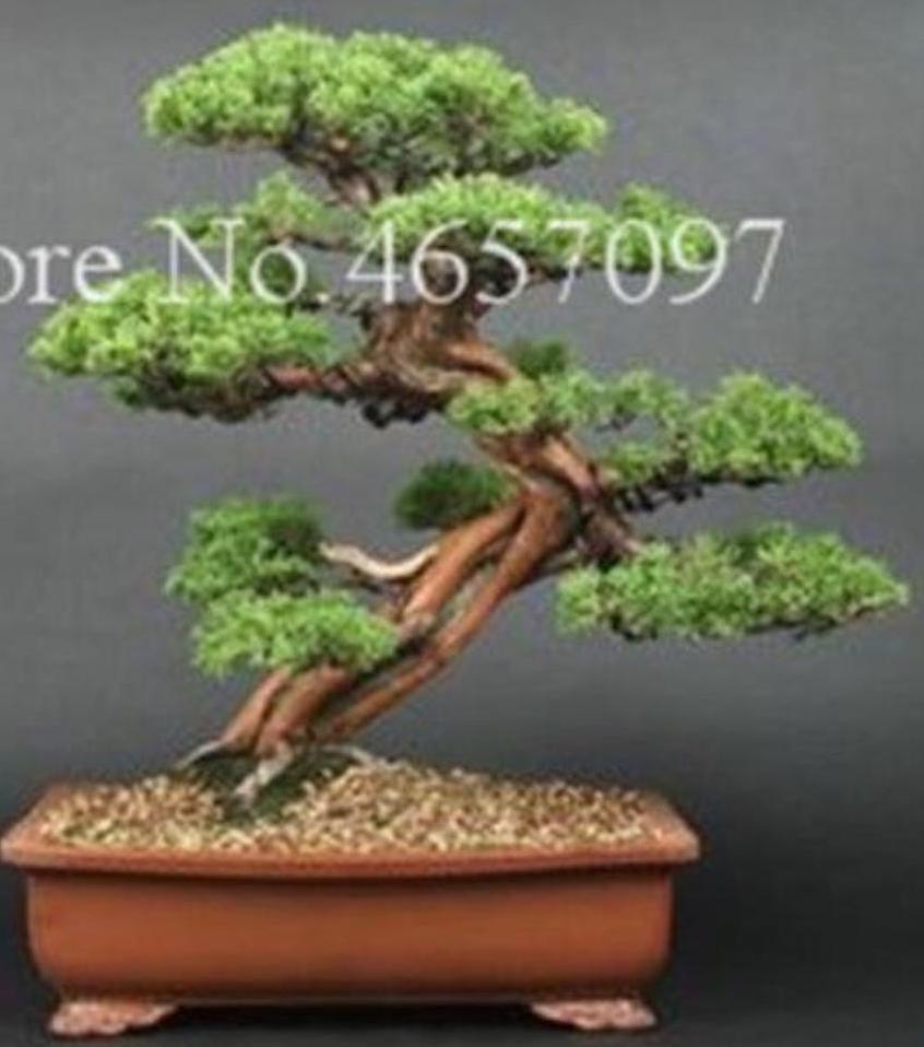20 EXOTIC rare BONSAI PINE SEEDS for garden flower plant tree USA SELLER USPS