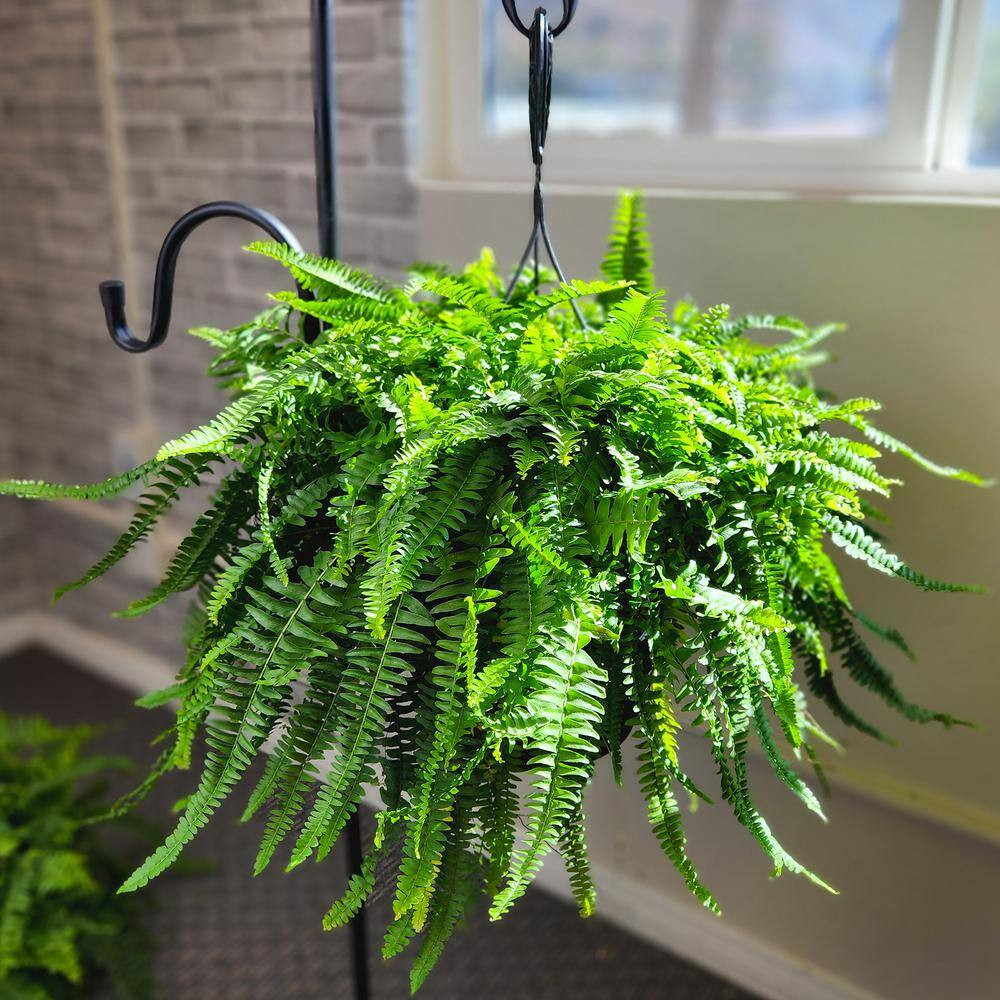 10 In. Premium Boston Fern (Nephrolepis Exalta) Live Plant in Hanging Basket
