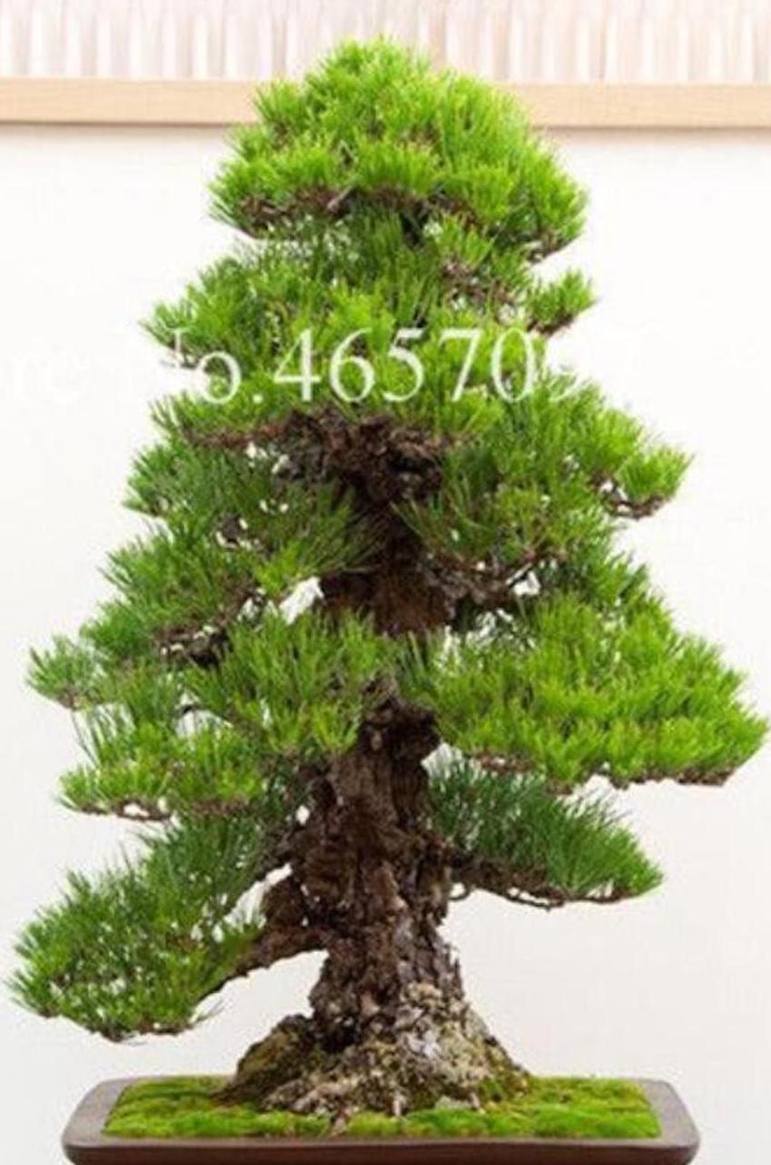 20 EXOTIC rare BONSAI PINE SEEDS for garden flower plant tree USA SELLER USPS