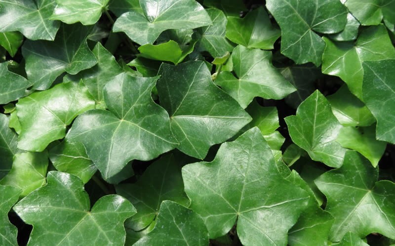 (40) Cuttings of Deep Green English Ivy Vine (40 non rooted Cuttings)