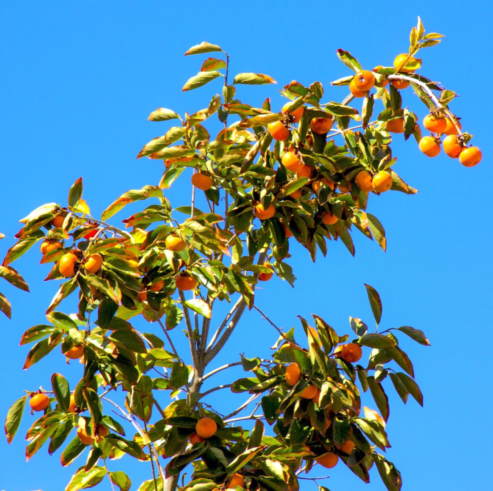 – Japanese Persimmon Tree Seeds – 10+ Count – for 2026 Planting Diospyros Kak…