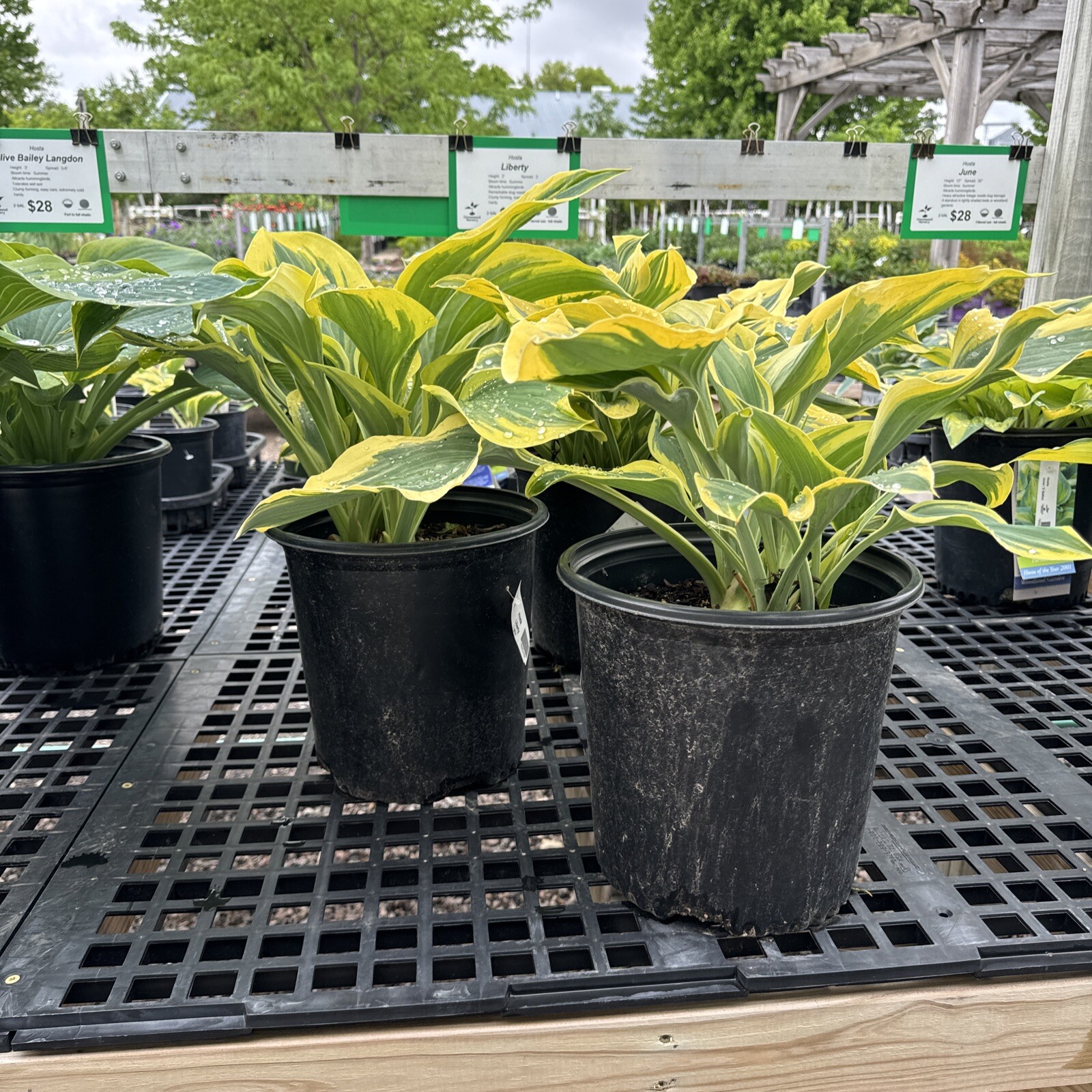 Liberty Hosta 2 Gal Potted Perennial Shade/Partial sun Large Established Plant