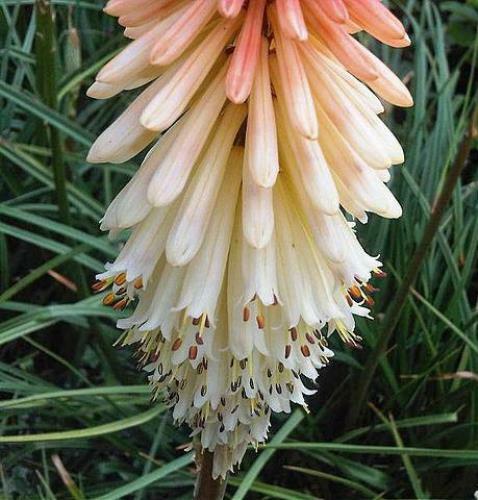 Kniphofia uvaria | Red Hot Poker | Torch Lily | Tritoma | 10 Seeds