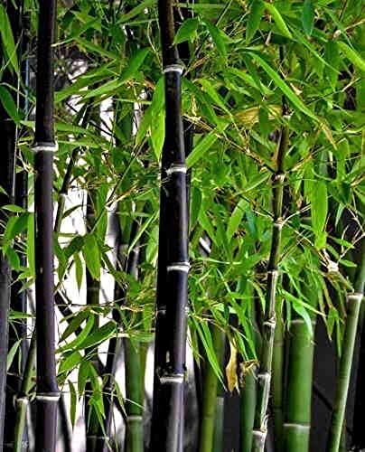 50+ Rare Black Bamboo Seeds for Planting | Exotic and Fast Growing | Ships from