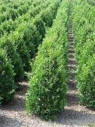 Ilex Needlepoint Holly | 3 Gallon | Ilex cornuta | Evergreen Privacy Plant