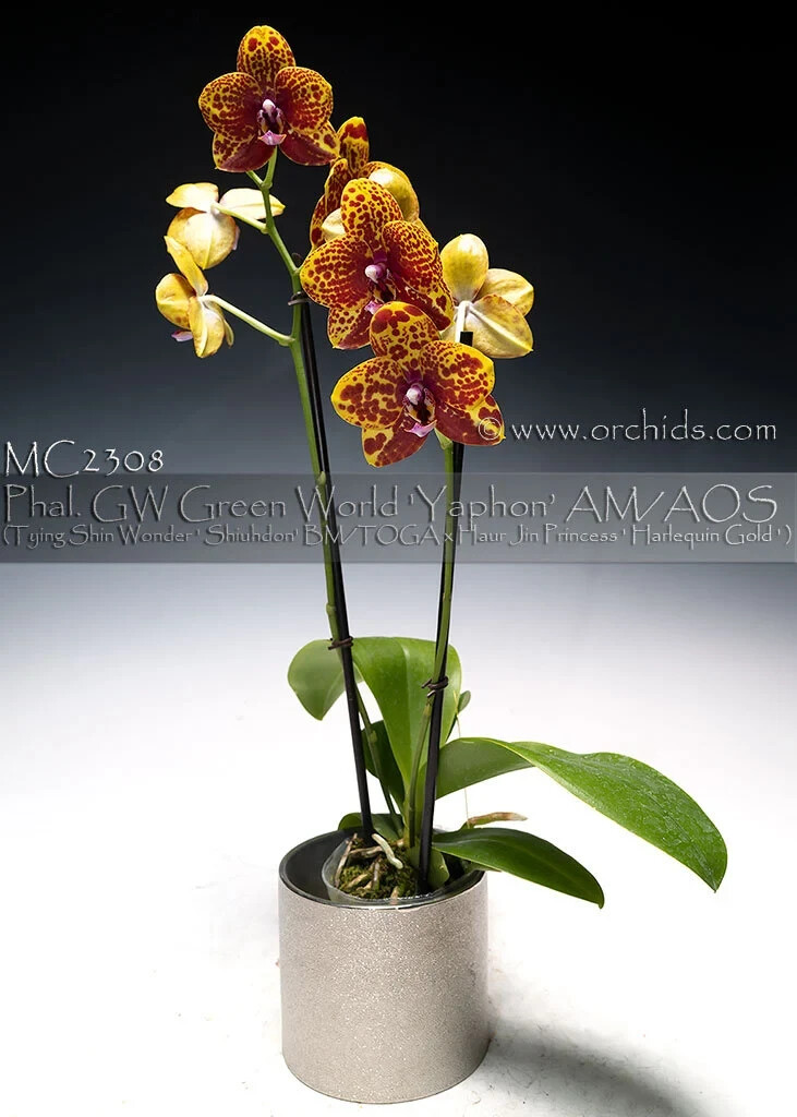 In spike to blooming , Award Winning Harlelquin Phalaenopsis GW Green World