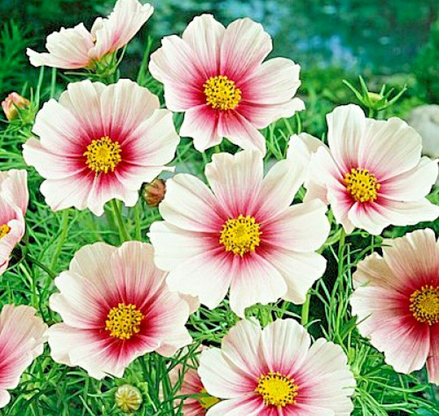 300+COSMOS DAYDREAM Seeds Wildflower Heat Drought Poor Soils Pollinators Easy