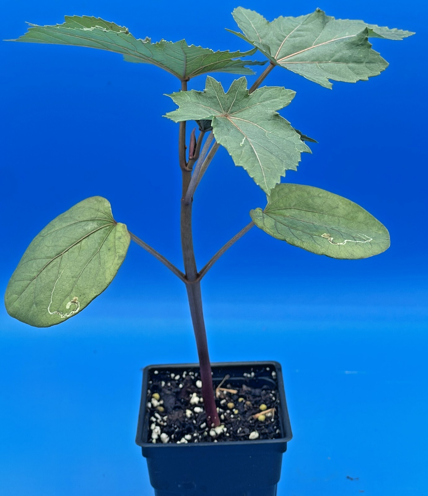 Castor, Zanzibar Red Live Plant 3″ Starter Pot – R communis ‘Zanzibarensis’