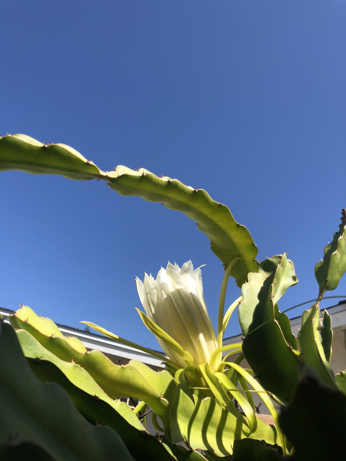 3 White Flesh Dragon Fruit Fresh Cutting Pitaya Succulent Cactus 10”-12”No Root