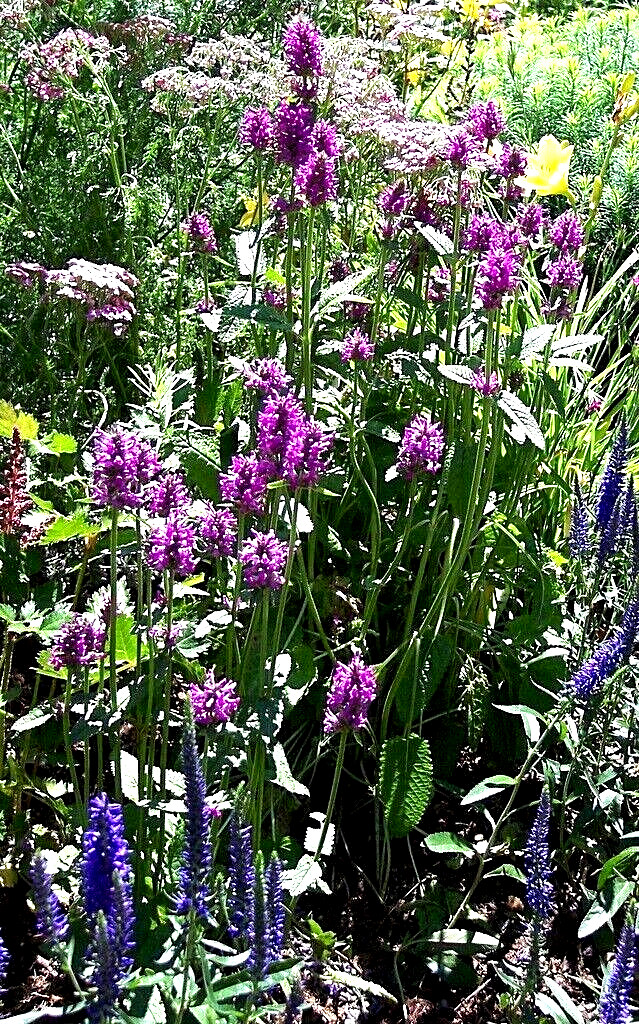 Wood Betony stachys officinalis Hummelo 2 mature plants