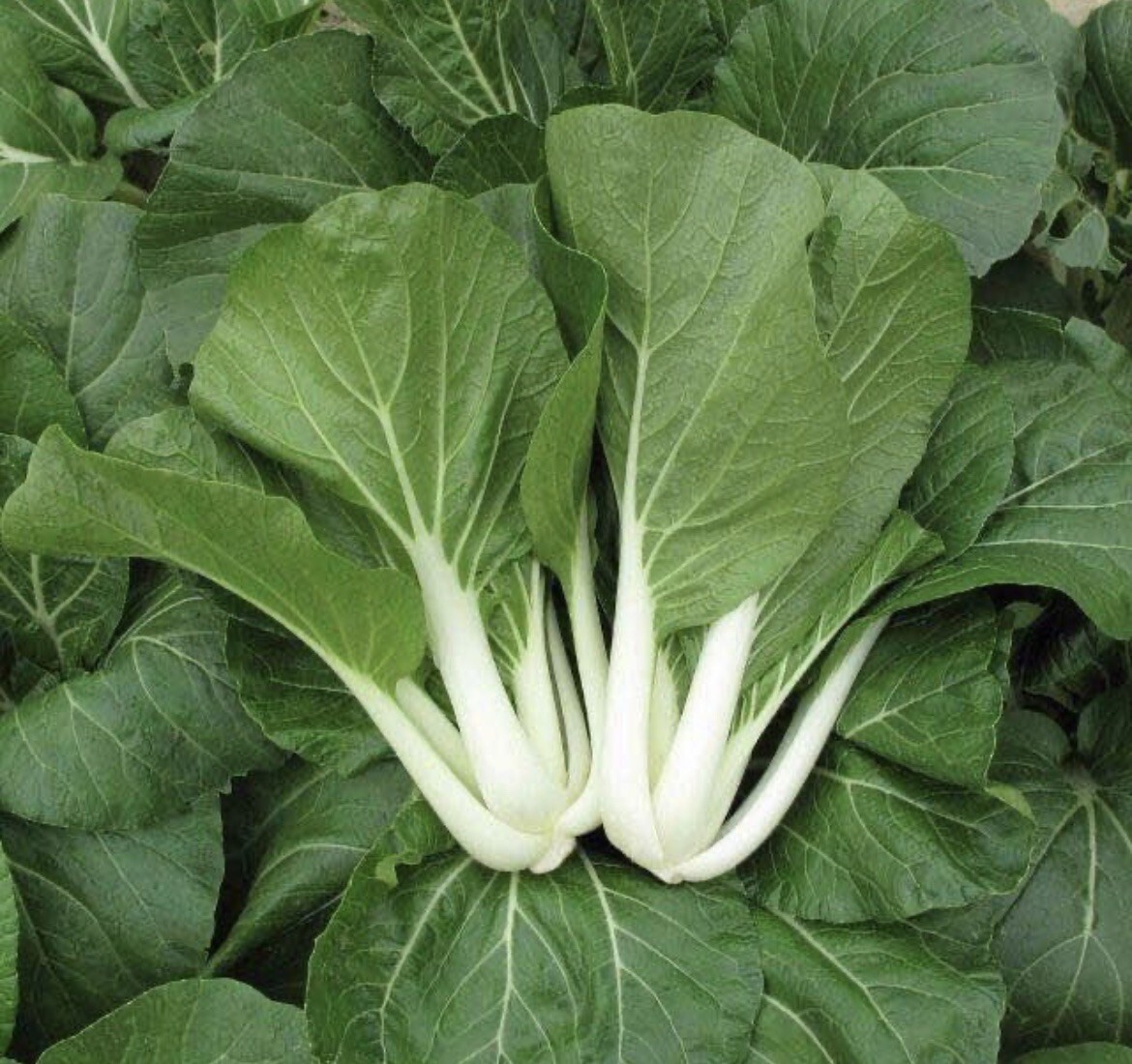 20 Variety Asian Vegetable Seeds For Planting. NON GMO Heirloom