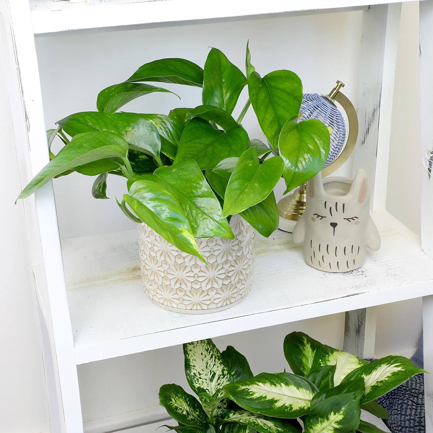 Live Pothos Plants (4PK) Indoor Plants Live Houseplants, Pothos Live Plant House