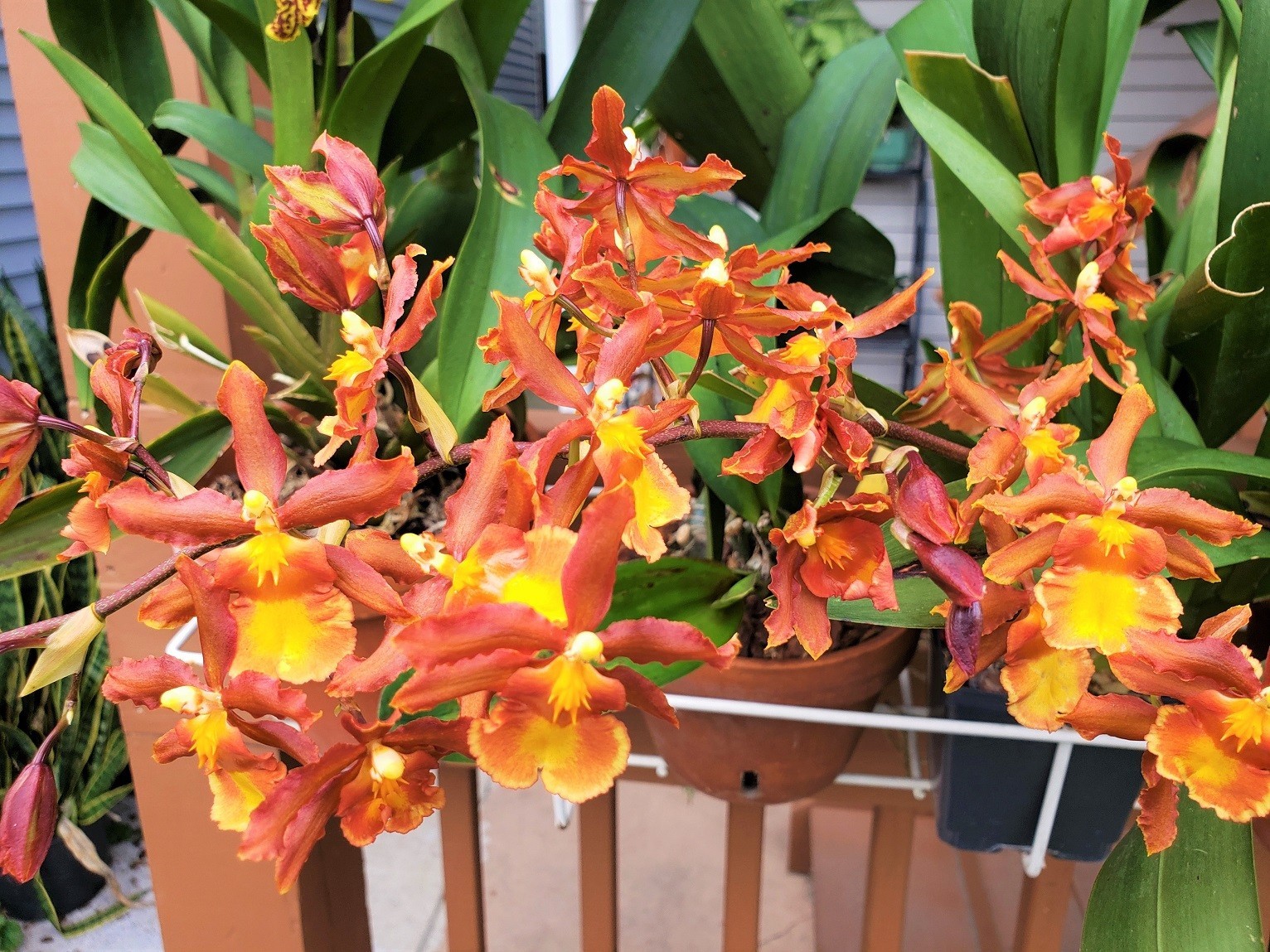 The Catatante ‘Sun King’ Orchid – Beautiful colorful blooms – Easy to grow !
