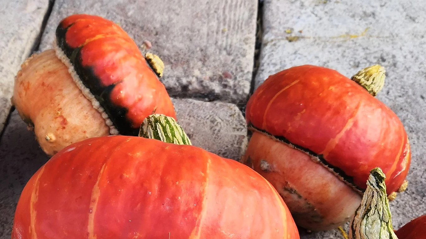 Mini Red Turban Ornamental Gourd Seeds – For 2025 Planting Elf Houses Miniature