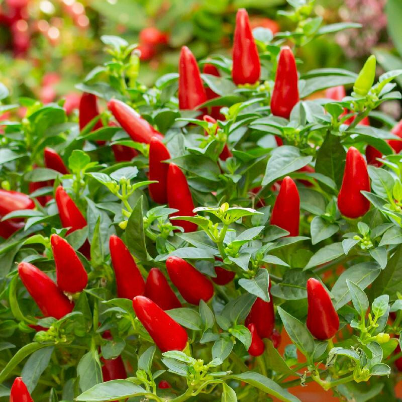 30+ SMALL RED CHILI HOT PEPPER SEEDS NON-GMO FRESH FOR YOUR GARDEN