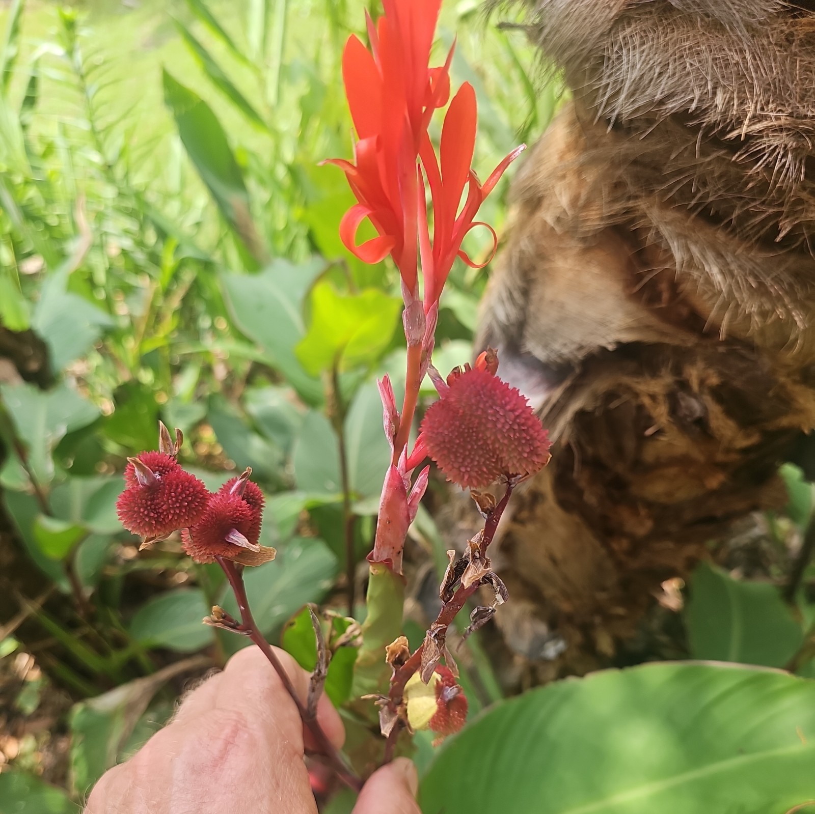 15 CANNA LILLIES BULBS TALL RED FLOWER GREEN/ PURPLE LEAVES PURPLE STALKS