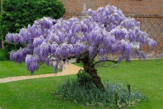 Blue Rain Wisteria seeds, high quality seeds with detailed growing instructions
