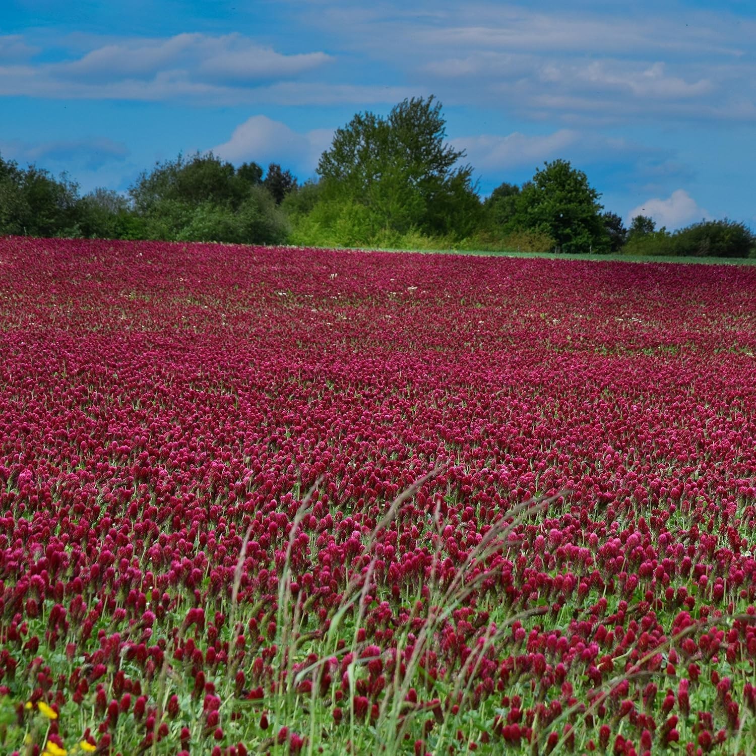 Crimson Clover Seeds – 10 lbs. Annual, Nitrocoated, & Inoculated Ground Cover…