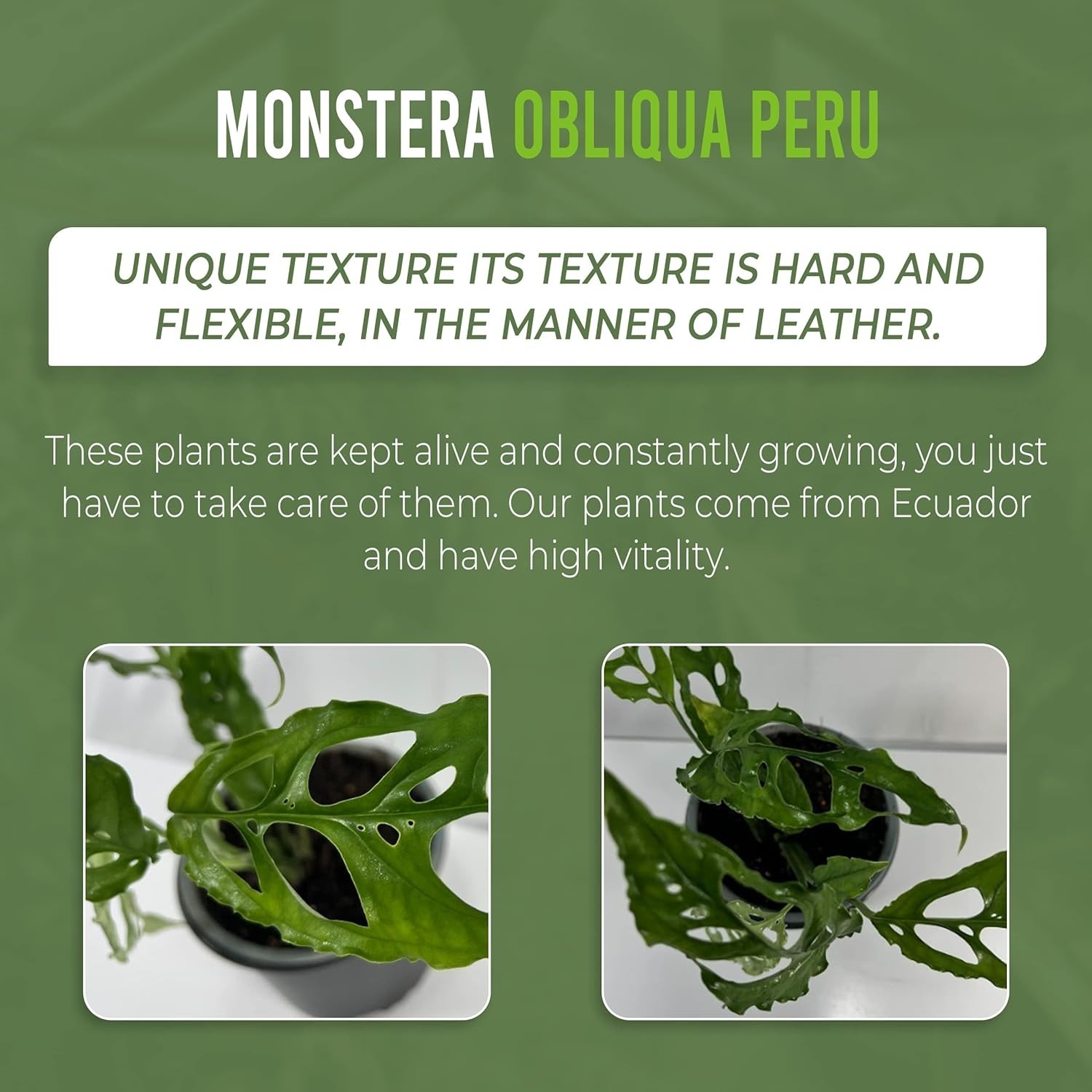 Monstera Obliqua Perú by LEAL PLANTS ECUADOR | Live Plant Easy to Grow Monstera