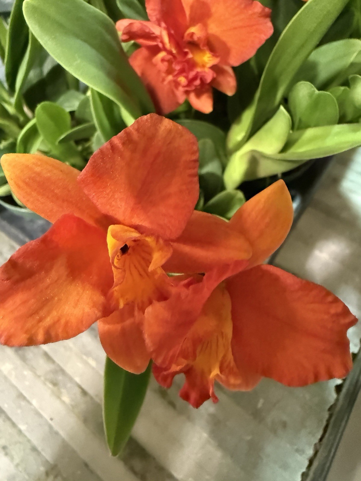 Orchid Plant Cattleya surprise 2 stems div not perfect no tag bare root plant