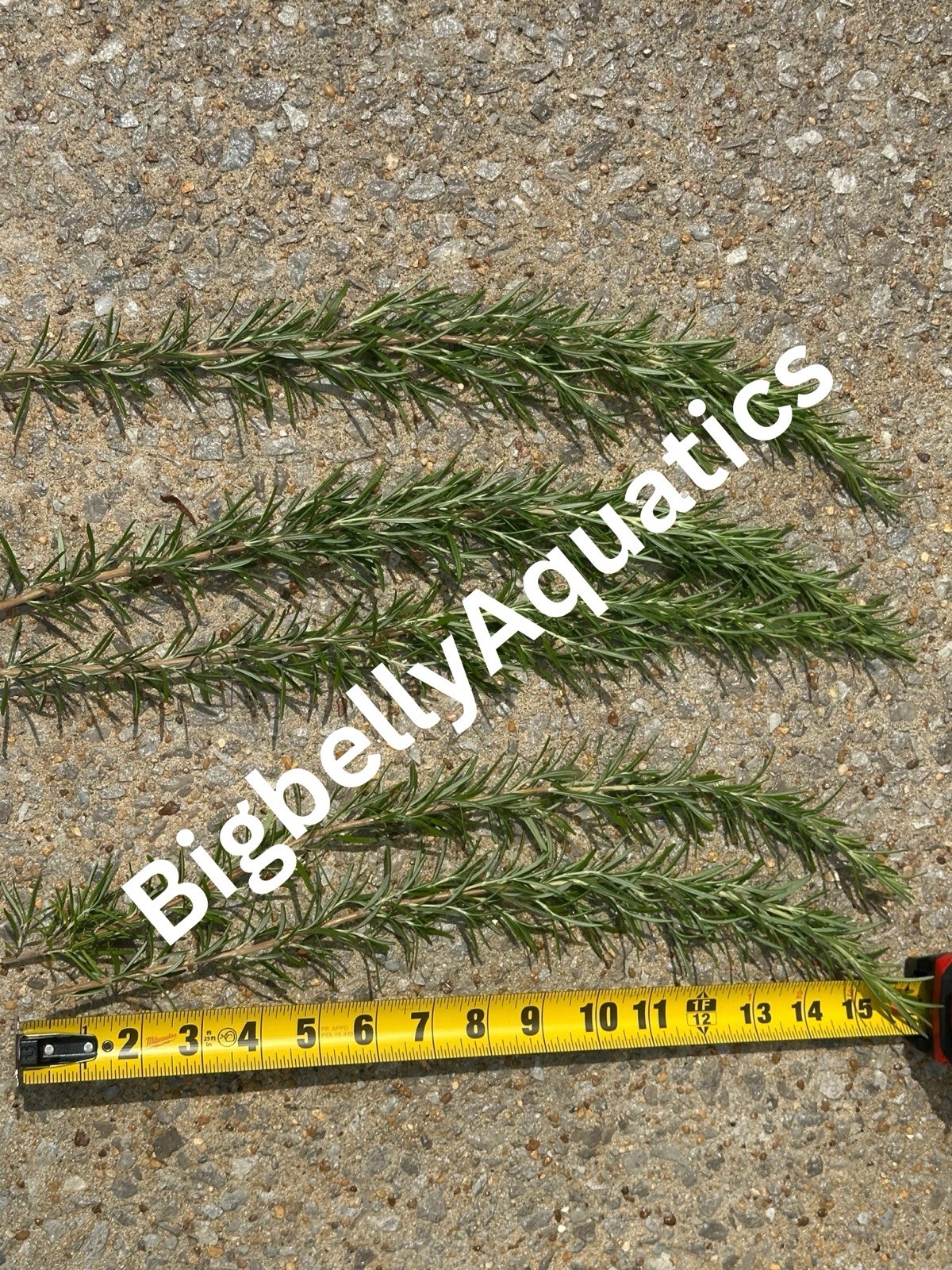 Rosemary Cuttings 25 Cuttings Organic Deal-$1 per stem + Free shipping!!!