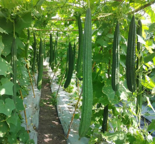 Luffa Seeds Ridged/Smooth Sponge Gourd Okra Angled Gourd Big Flesh Sigua Indian