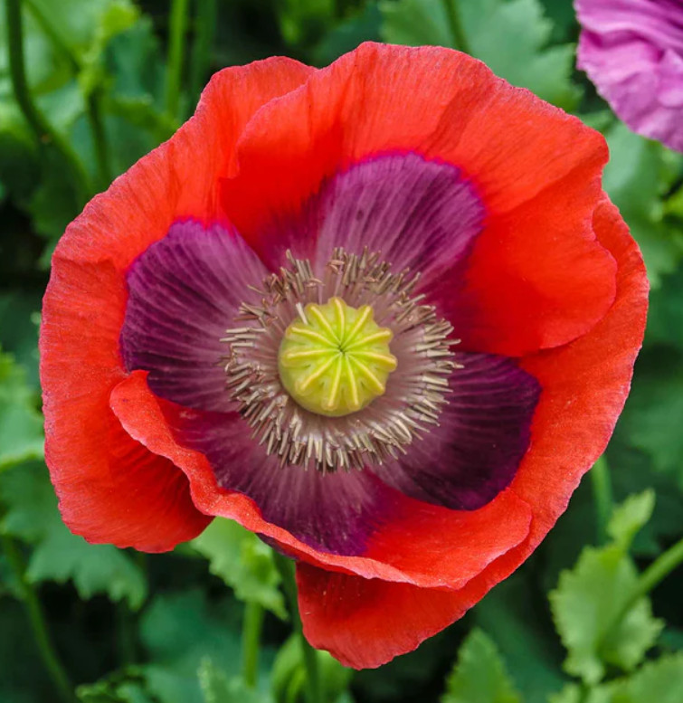 Landscaper’s Pack THE ULTIMATE POPPY MIX w/ Breadseed Papaver Non-GMO 5000 Seeds