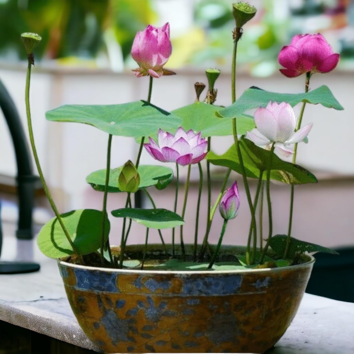 12pcs Mixed Pink, Red & Green Color Bowl Lotus Seeds for Planting Beautiful W…