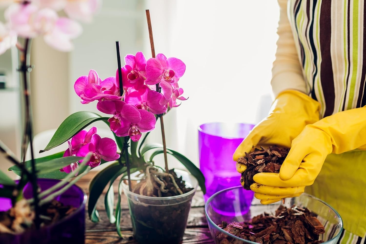 Fertile 8 Quart Phalaenopsis Orchid Mix – Perfect for Re-potting and Growth