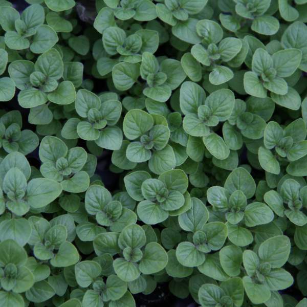 Live Herb Plants, Well-rooted Plugs Well-rooted Starter Plants For SALE