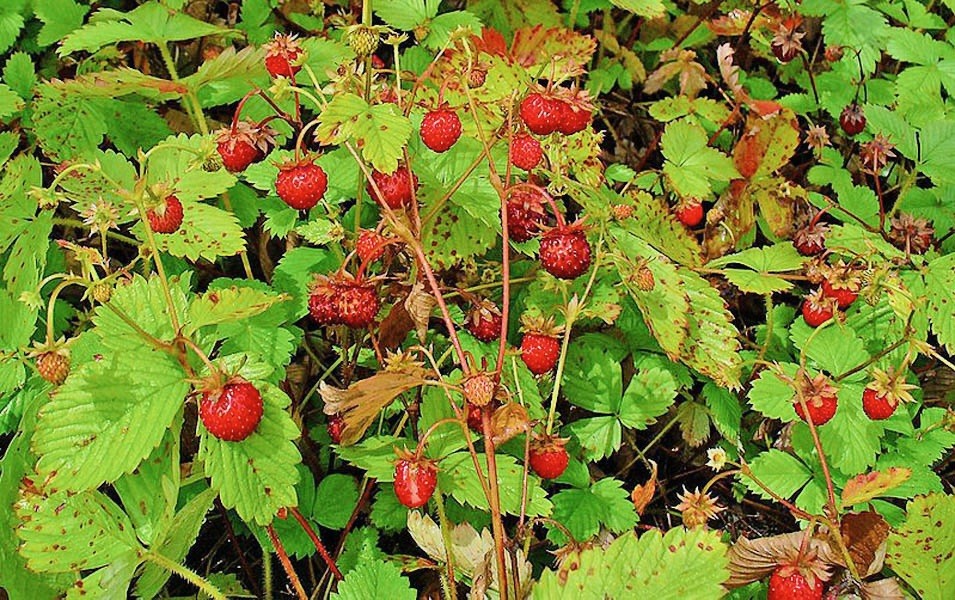 200 Wild Strawberry Seeds (Fragaria Vesca) -Ground cover, USA Seller