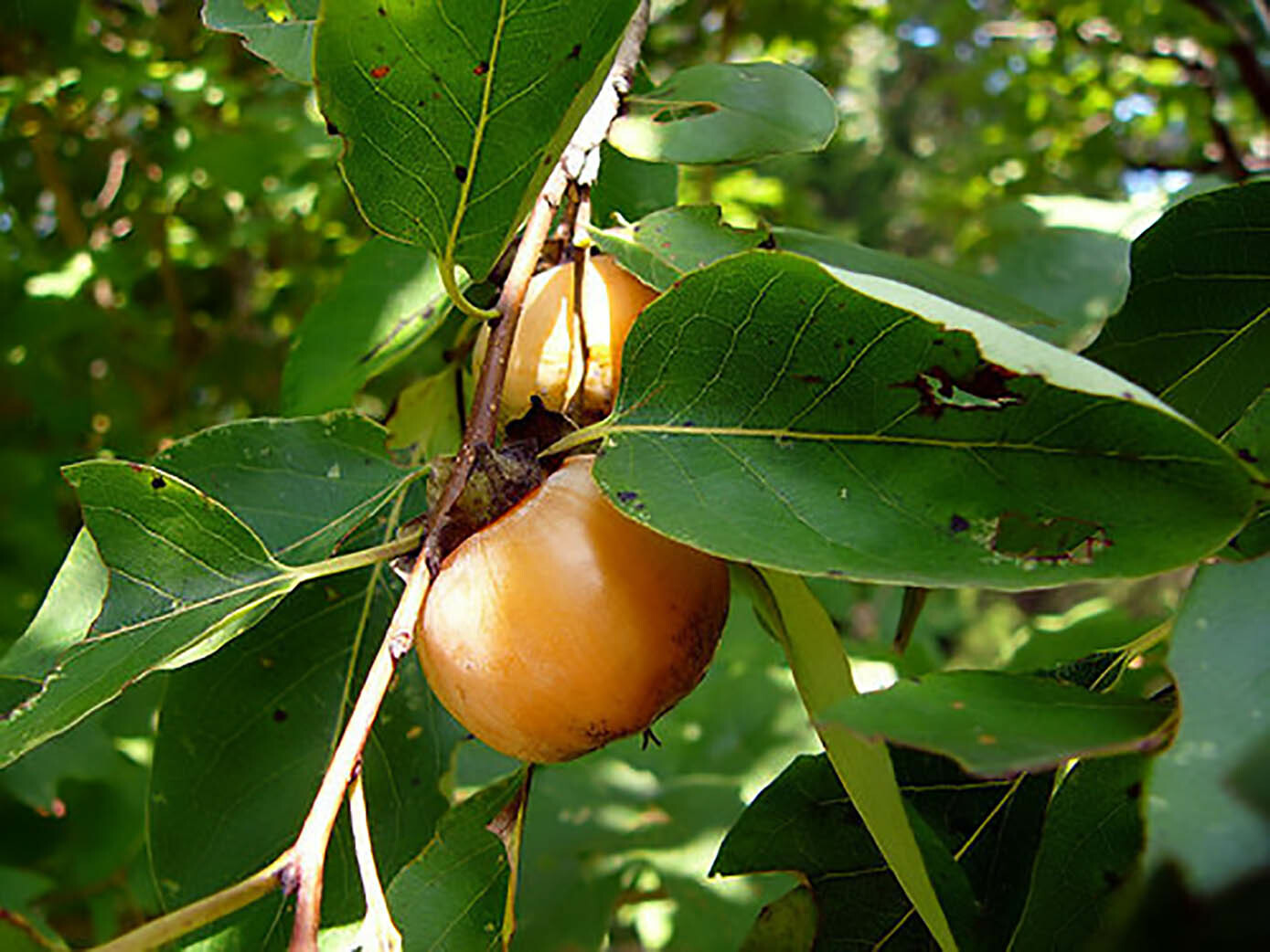 American Persimmon, Diospyros virginiana, Tree Seeds (Showy, Edible, Hardy)