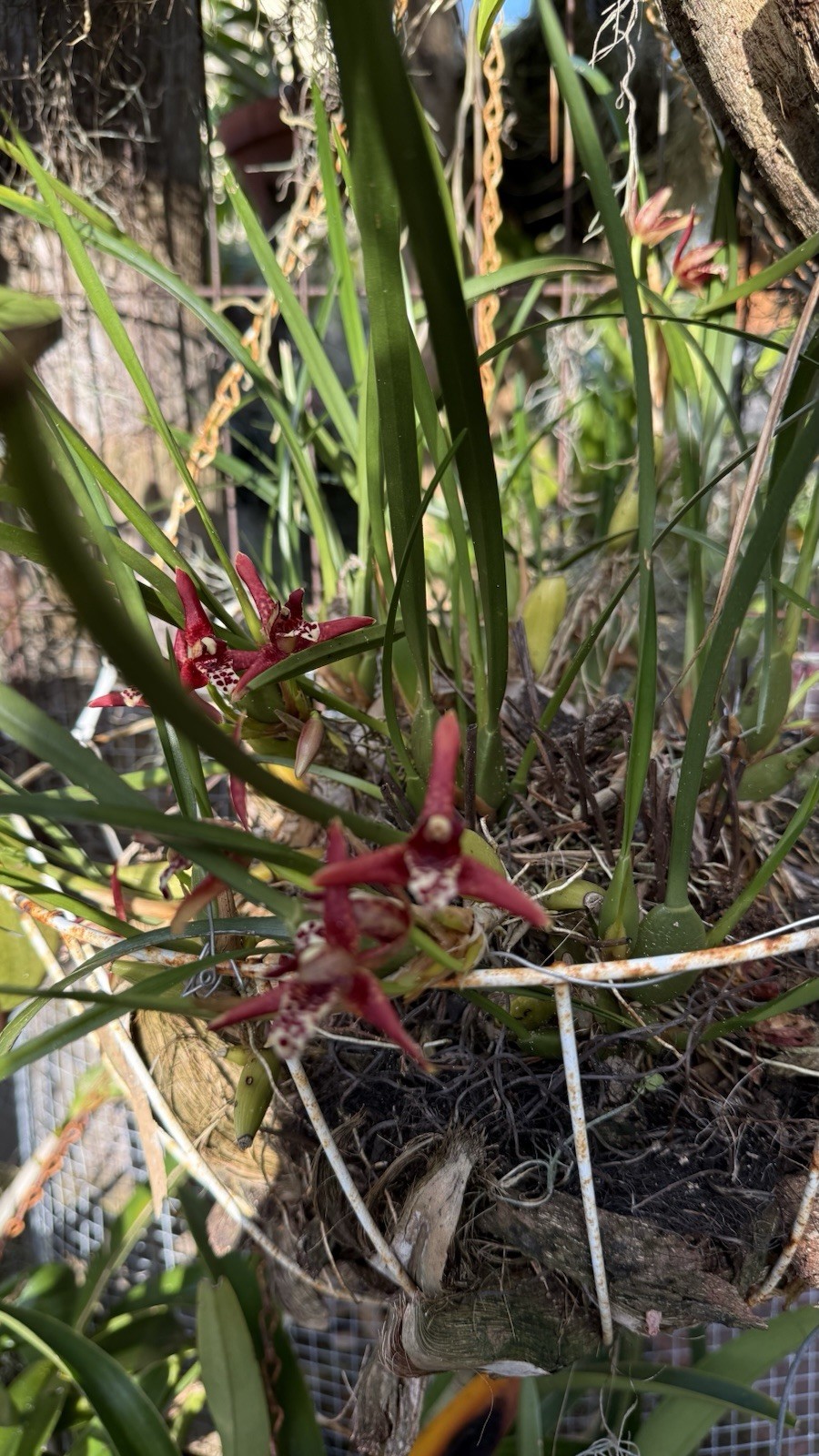 Maxillaria Tenuifolia Orchids, Smells Like Coconut , Red/purple