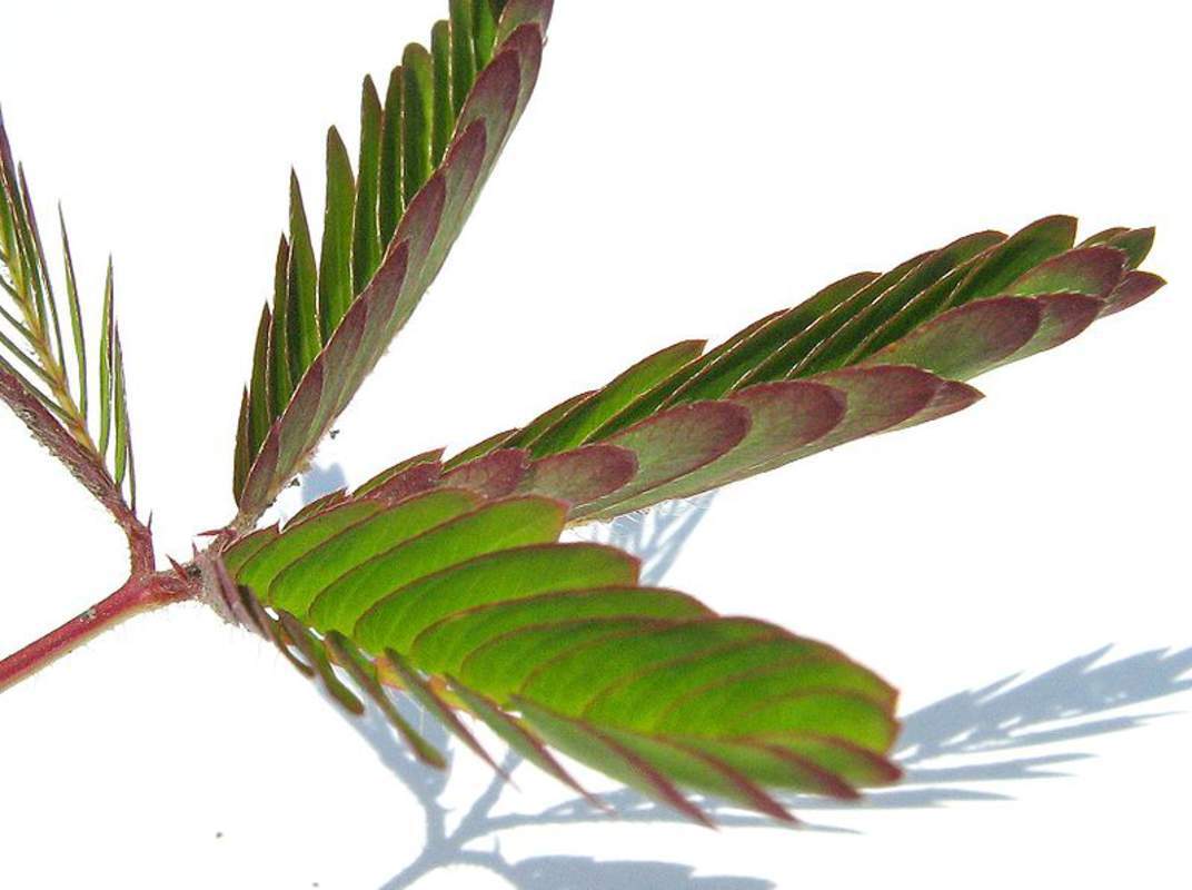 1-1000 PCS Shameplant Tree Seeds Sensitive Sleeping Mimosa Pudica Purple 0149