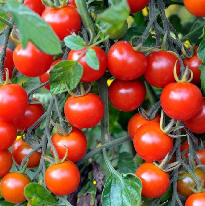 CHERRY TOMATO SEEDS 100+ SMALL RED garden VEGETABLE lycopersicon ESCULENTUM