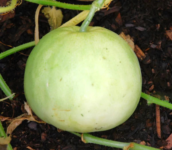 100 Rare Heirloom Sakata’s Sweet Japanese Melon Seeds – Ultra Sweet Desert Melon