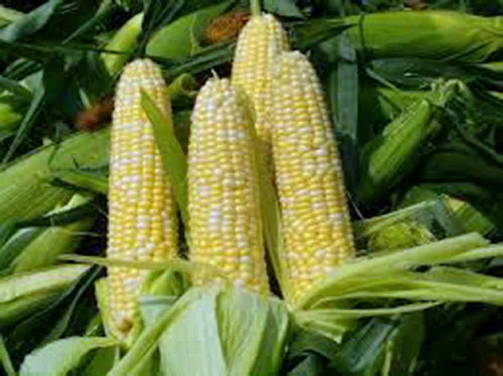 CORN, BI-COLOR, BUTTER N SUGAR , HEIRLOOM, NON GMO, 50+ SEEDS,