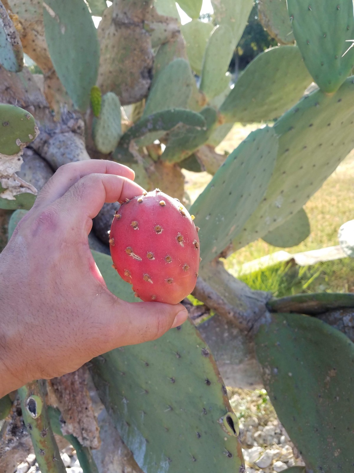 Nopal prickly pear cactus ‘Tuna roja’ Opuntia Ficus-Indica Mexico one pad