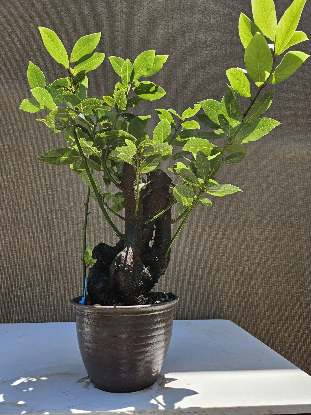 Old Sweet Bay Leaf ( Bay Laurel ) Bonsai Tree,,, SALE