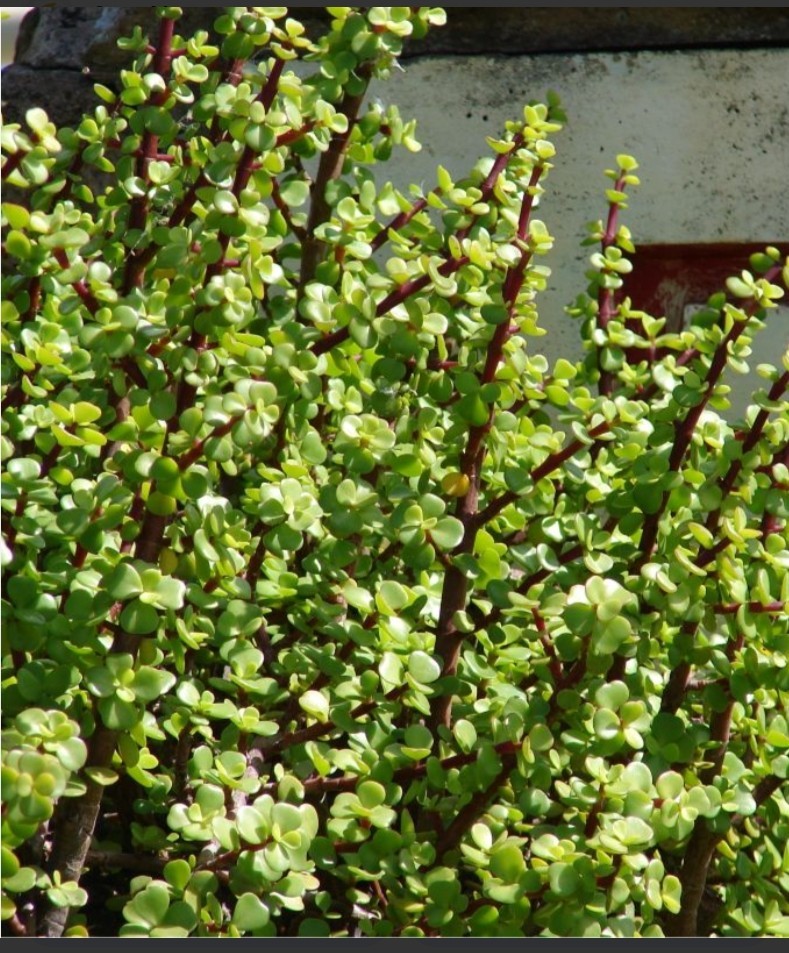 Rainbow Elephant Bush Portulacaria Afra Succulent Cactus Live Plants