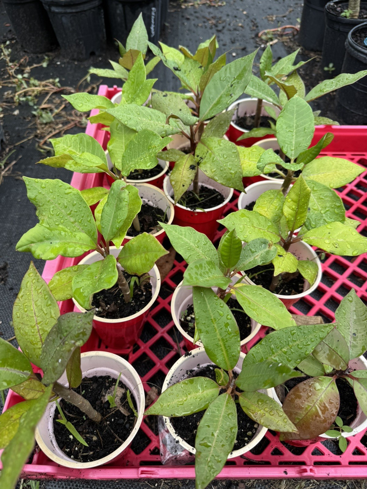 Mixed Thai Seeds bulk (Plumeria Kingdom)