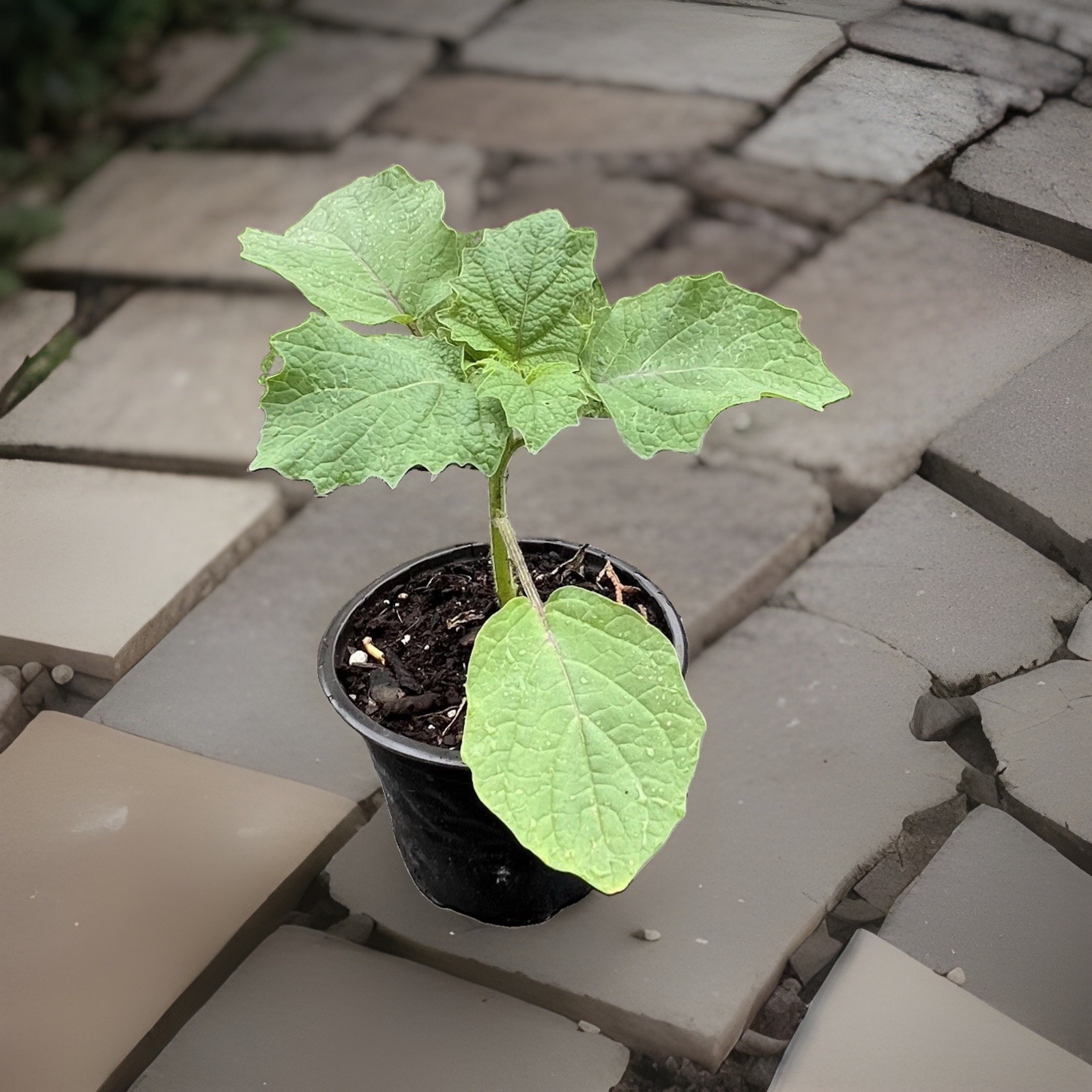 Cape Gooseberry Golden berry Live Plants 4”pot Edible Fruit Plant for Garden