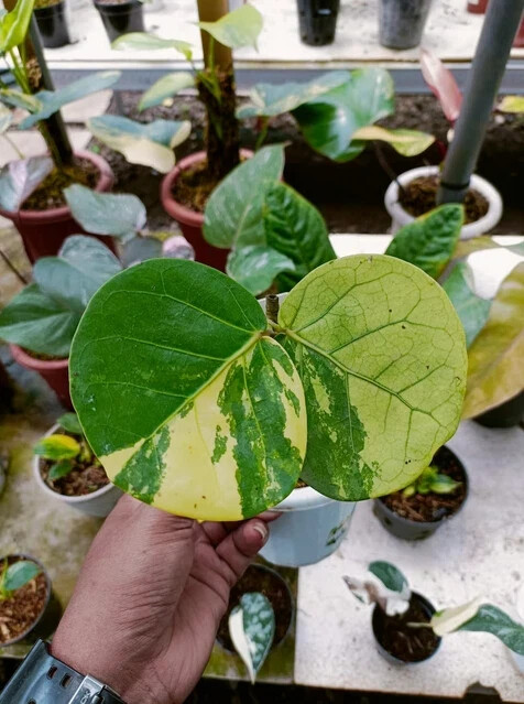 Coccoloba Uvifera Variegated Free Phytosanitary