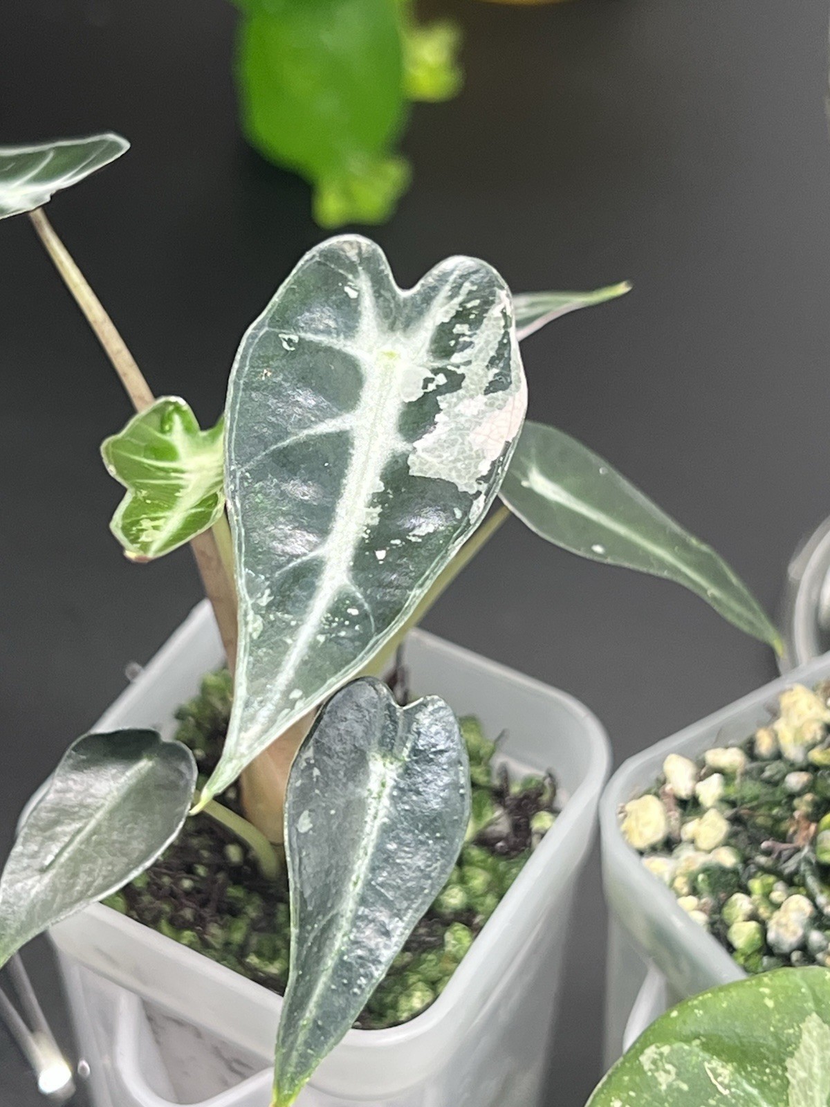 Alocasia Starter Bundle