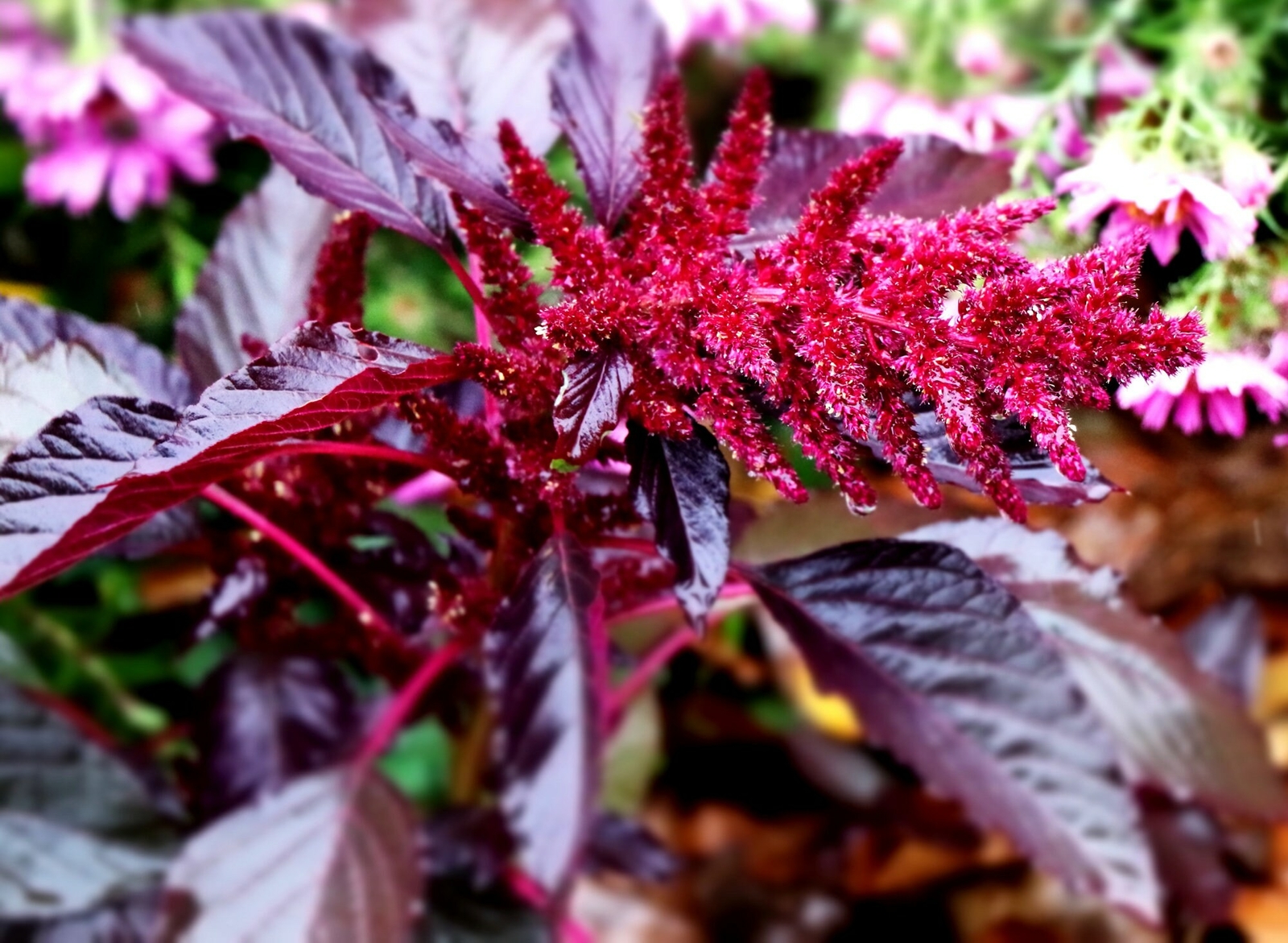 Red Spike Amaranth Cut Flowers Premium Seed Packet
