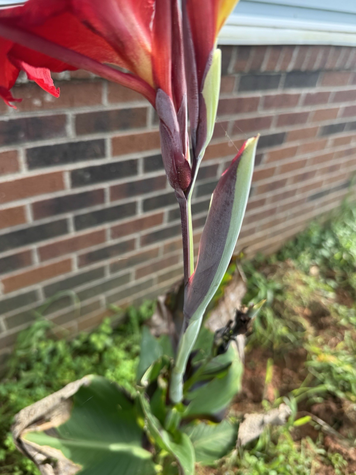 1 Cleopatra Canna Lily Rhizome Bulbs “Red & Yellow Blooms”
