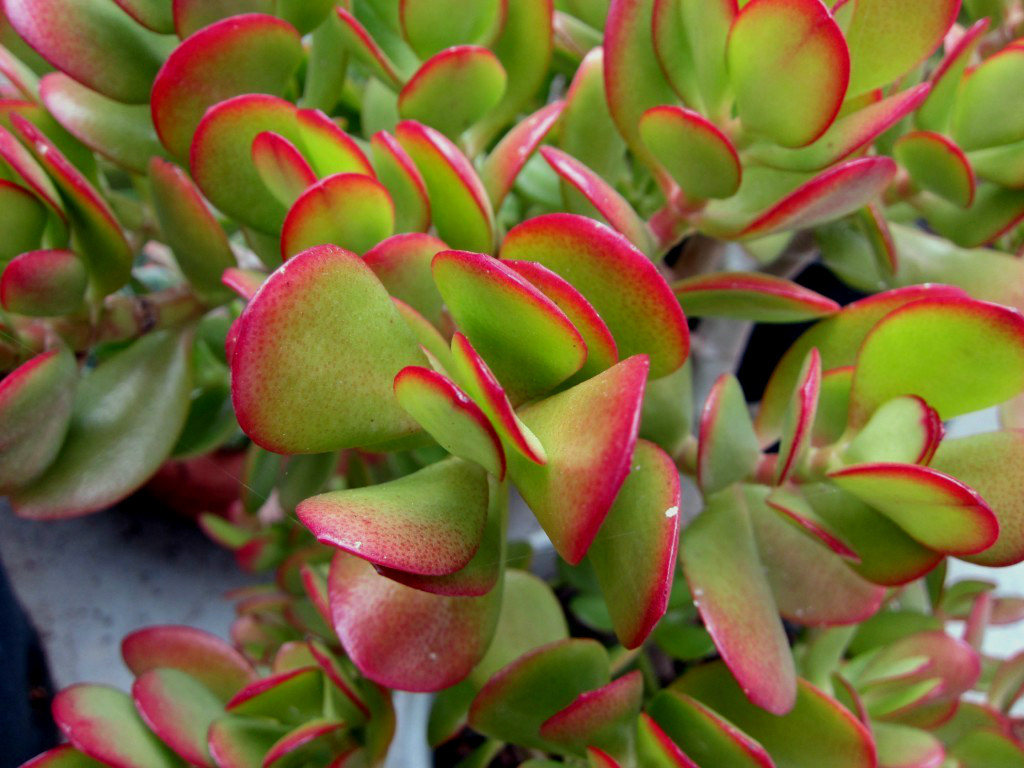 Green and Red Color Jade Succulent Crassula Ovata Plants 2 Cuttings