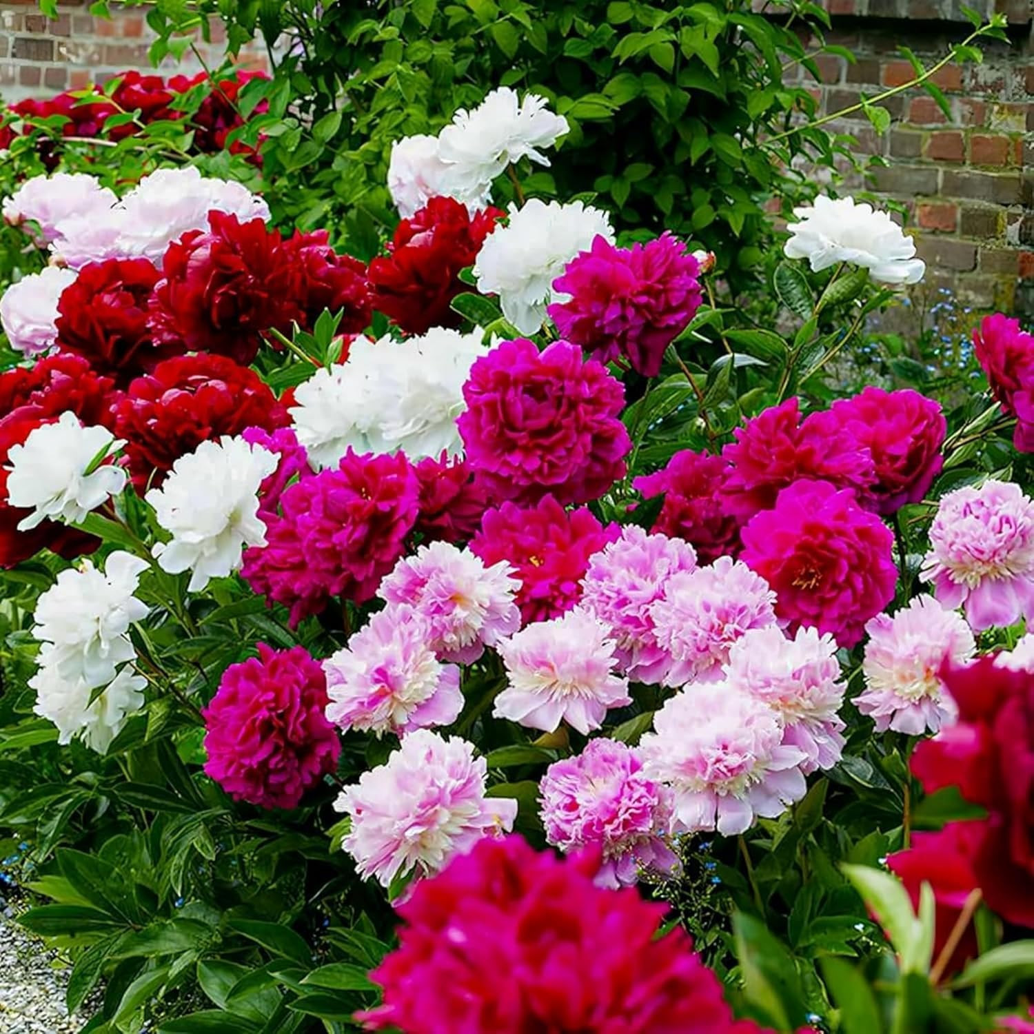 Rare Peony Seeds for Planting – 100+ Peony Seeds Heirloom Seeds Beautiful Flower