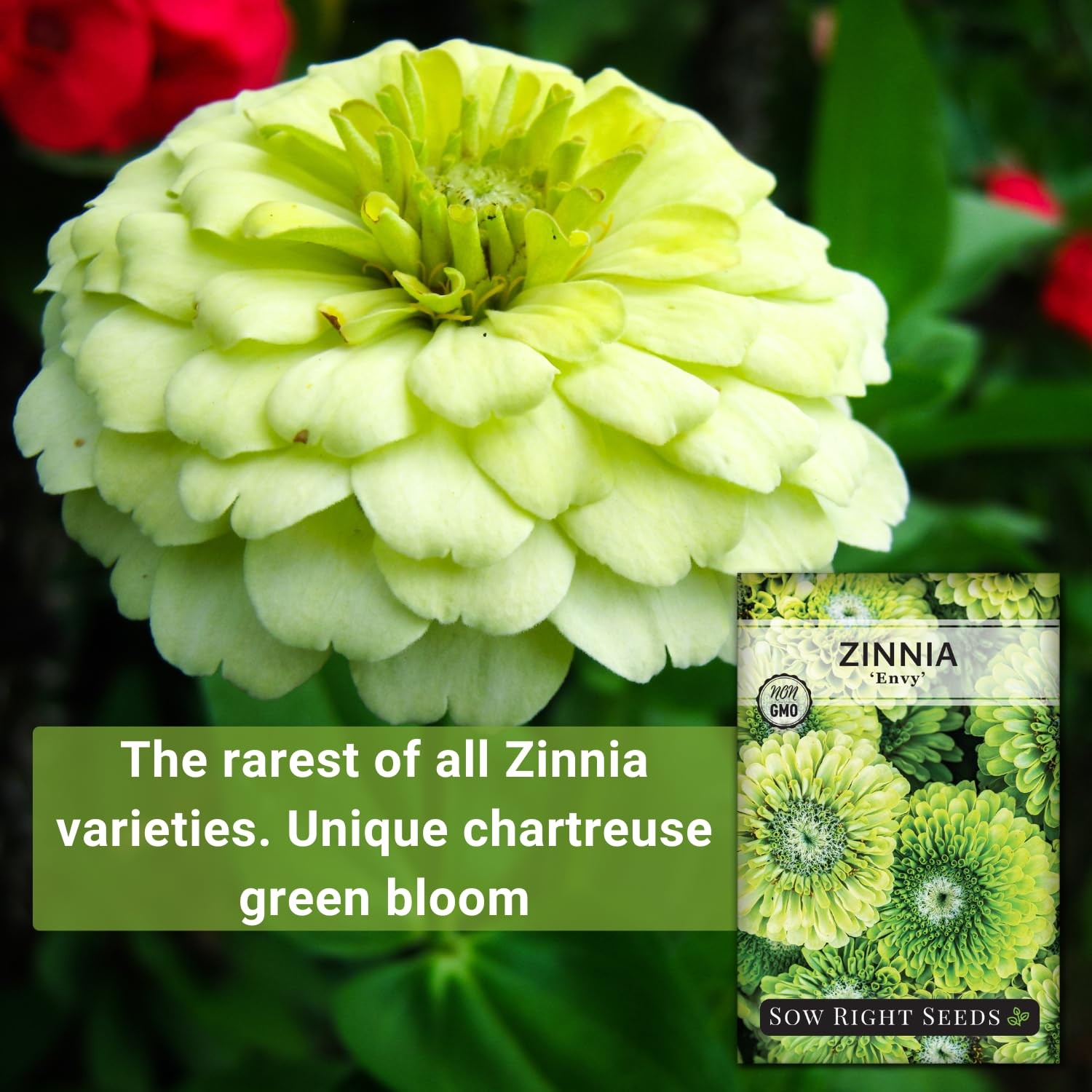 Zinnia Envy Flower Seeds – Non-GMO, Heirloom, Chartreuse – Attract Pollinators